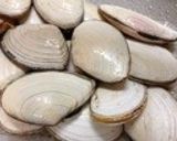 白貝(サラガイ)のバター風味酒蒸し作り方1写真
