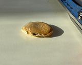 捨てずに活用!かぼちゃの種作り方3写真