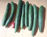 飛騨農家直伝☆巨大胡瓜の下処理作り方1写真