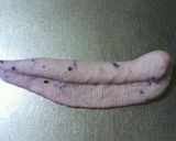 天然酵母国産小麦ベーグル（成形解説付き）作り方4写真