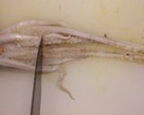 烏賊わたのサッと煮。作り方7写真