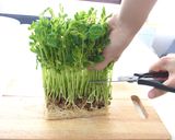 鍋1つで簡単！つるっシャキ＊豆苗そうめん作り方1写真