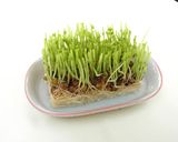 鍋1つで簡単！つるっシャキ＊豆苗そうめん作り方7写真