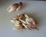 絶品おつまみ・茗荷＆ツナ作り方1写真