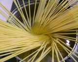 アボカドとエビのパスタ　バジリコ風味作り方2写真
