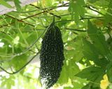 ゴーヤと昆布のあさ漬作り方1写真