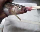 ハタハタの唐揚げ　〜ガーリック風味〜作り方4写真