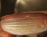 簡単✿魚のオーブン焼き✿～イトヨリ作り方2写真