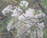 ニセアカシアの花の天ぷら作り方1写真
