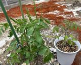 ボルゲーゼ🍅の自家製セミドライトマト作り方14写真