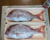 天然真鯛やイサキ等の美味しい食べ方作り方17写真
