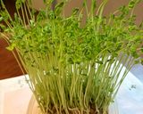 節約❗️レンチンもやしと豆苗炒め作り方3写真