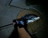 チヌ(クロダイ)の唐揚げ作り方1写真