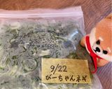 便利♪ネギの冷凍保存作り方8写真