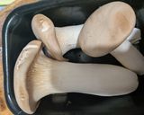ソイリッチで豆乳とエリンギのスープ作り方2写真