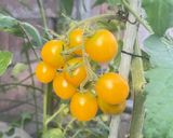 まるでフルーツ♪濃厚贅沢トマトジャム🍅作り方1写真