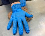 もちもちくまのちぎりパン🐻作り方5写真