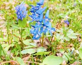 エゾエンゴサク豆腐作り方2写真