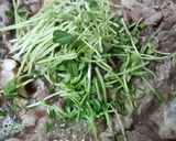 すき焼き風　牛肉と舞茸のぶっかけ麺作り方2写真