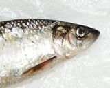 春告魚♬ニシンの下処理♬尾頭付き➕️寄生虫作り方2写真
