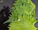 簡単美味しい 和牛ホワイトストロガノフ作り方7写真