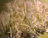 圧力鍋で本格的ボルシチ作り方5写真