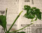 ハ茶芽茶作り方1写真