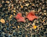 梅干しと炒り黒豆ごはん作り方1写真