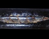 レンチンでお手軽・サンマの蒸し焼き・シンプル！作り方4写真