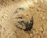 兵糧丸作り方4写真