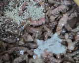 簡単すぎる♪青椒肉絲*チンジャオロースー作り方4写真