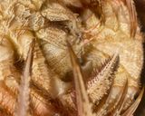 カッペリーニ✽柚子香る活毛蟹の冷製パスタ作り方8写真