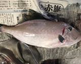 カワハギとウマヅラハギの下処理作り方1写真