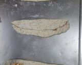 オーバーナイトバジル&チーズベーコンエピ作り方6写真