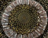 キビナゴの菊花盛り　手開きで美しく盛り付ける刺身作り方10写真