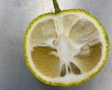手作りポン酢の牡蠣のこんぶ蒸し作り方2写真