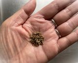 レモン香る洋風煮込みスペアリブ作り方6写真