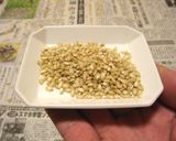 コーヒーの葉を使って炊いたバケツ稲作り方5写真