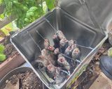 ぽにょ　(´・ω・｀)作り方3写真