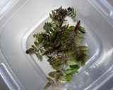 山椒味噌作り方1写真