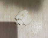 うどとツナのトマトパスタ作り方1写真