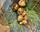 簡単じゃがいものホイル焼き　キャンプ飯作り方2写真