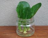 キッチンガーデン 🥬小松菜作り方4写真