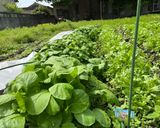 たけのこの野菜炒め作り方1写真