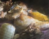 ハロウィンカラーのぎゅうぎゅう焼き作り方5写真