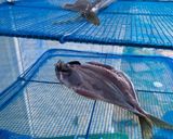 パパ鯵の干物作り方4写真