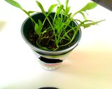 ベーコンとほうれん草の愛情レシピ作り方1写真