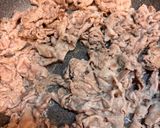 ごま油香る！豚肉のやみつきねぎ塩だれ作り方4写真