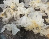白キクラゲと卵白の白×白炒め作り方3写真
