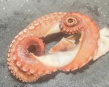 下味タコで激変！黄金比ふわトロたこ焼き🐙作り方4写真